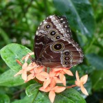 ein wunderschöner Schmetterling