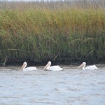 die ersten weißen Pelikane