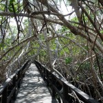  zwischen Mangroven