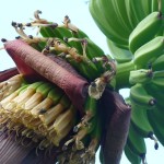 Bananen im Wachstum