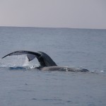 unser erster Wal