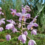 wilde Orchideen