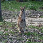 Gruß vom australischen Osterhasen