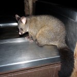 Possum am Grill