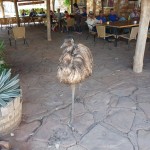 Rastplatz mit Emu