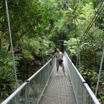 Regenwaldbrücke